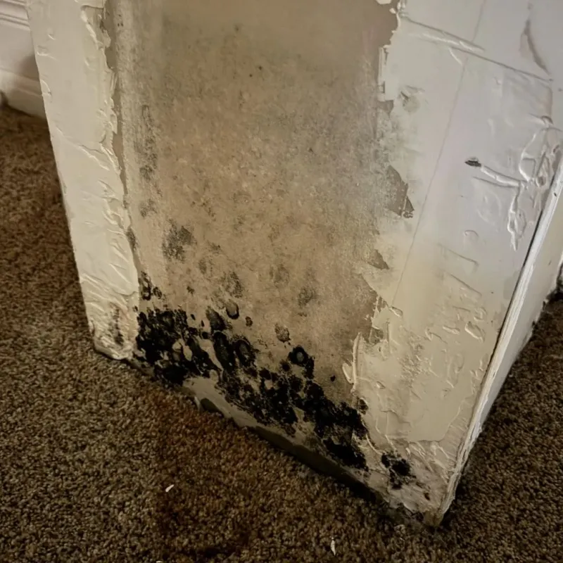 Professional Mold Removal in Albion, NY